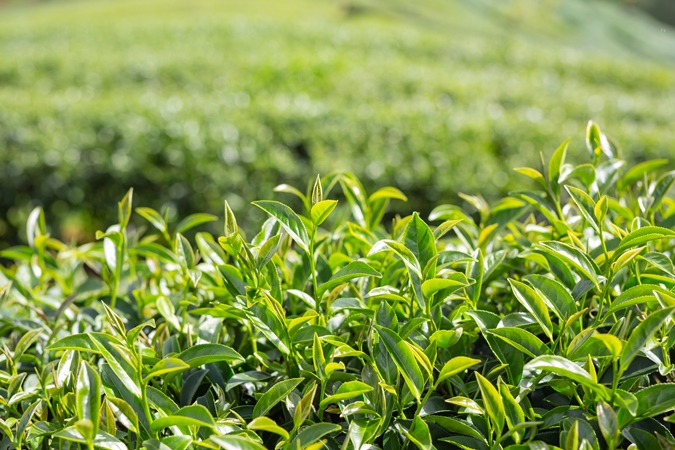 【健康曲線】綠茶萃取 Green Tea Extract